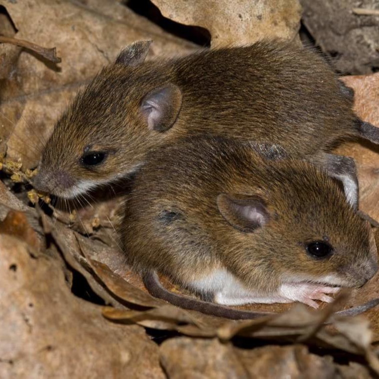 Уничтожения мышей в частном доме в Первоуральске?