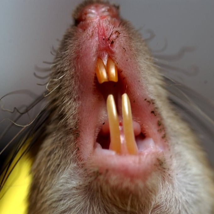 Дератизация крыс в Первоуральске?